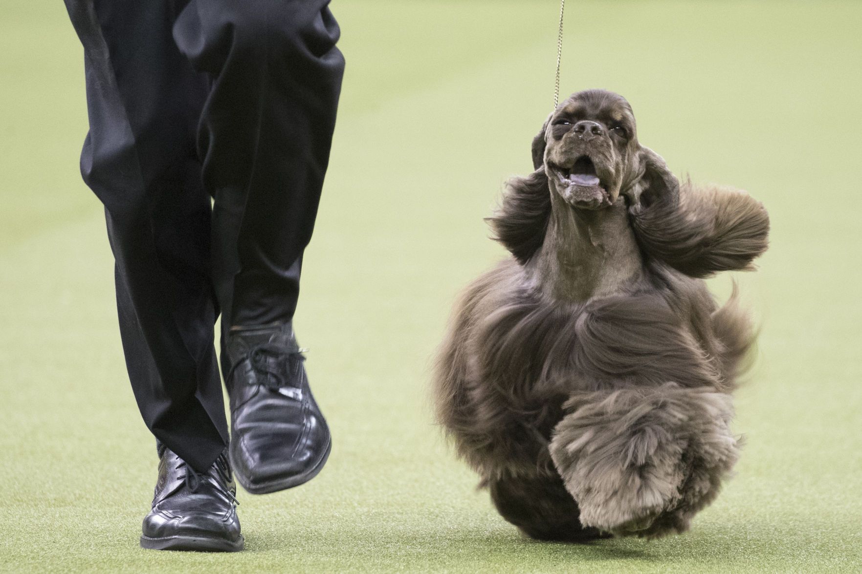 Westminster Dog Show